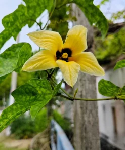 Gac Fruit Seeds - Momordica Cochinchinensis - 2 Seeds for Growing Rare Melon Vine - Image 9