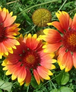 Gaillardia Blanket Flower Seeds - Monarch Mix - 25 Seeds - Attracts Butterflies - Image 2
