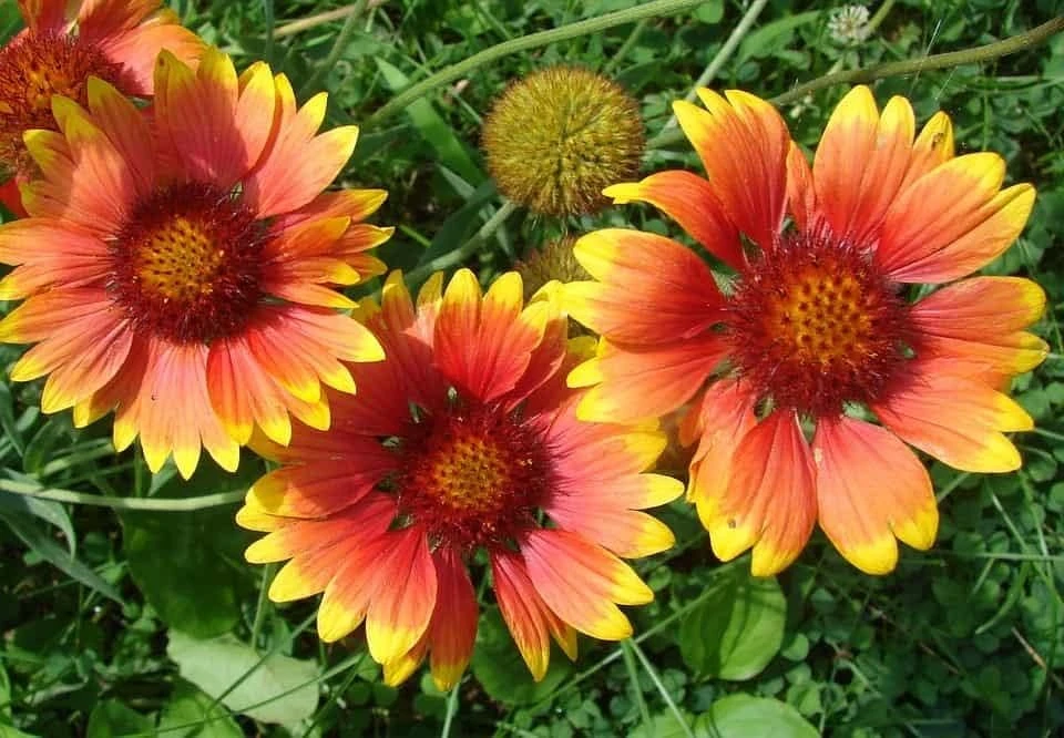 Gaillardia Blanket Flower Seeds - Monarch Mix - 25 Seeds - Attracts Butterflies - Image 2