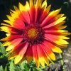 Gaillardia Blanket Flower Seeds - Monarch Mix - 25 Seeds - Attracts Butterflies - Image 1