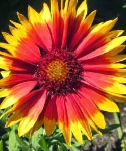 Gaillardia Blanket Flower Seeds - Monarch Mix - 25 Seeds - Attracts Butterflies - Image 1