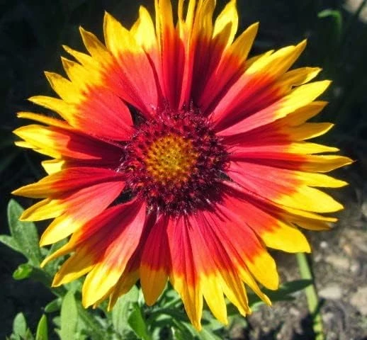 Gaillardia Blanket Flower Seeds - Monarch Mix - 25 Seeds - Attracts Butterflies - Image 1