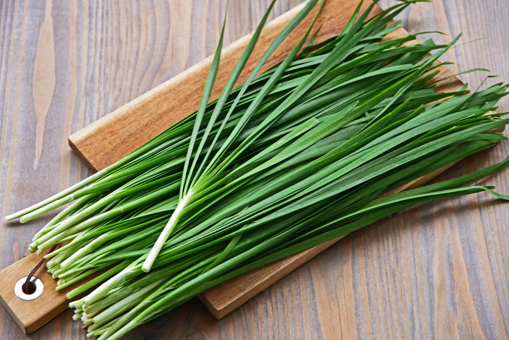 Garlic Chive Seeds - Allium Tuberosum, White Flowers, 250 Seeds, Herb Vegetable - Image 1
