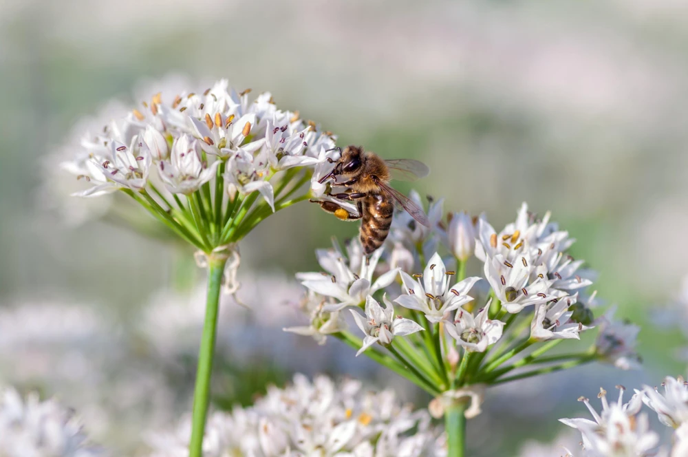 Garlic Chive Seeds - Allium Tuberosum, White Flowers, 250 Seeds, Herb Vegetable - Image 2