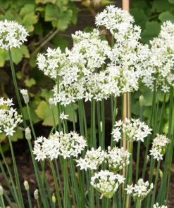 Garlic Chive Seeds - Allium Tuberosum, White Flowers, 250 Seeds, Herb Vegetable - Image 3