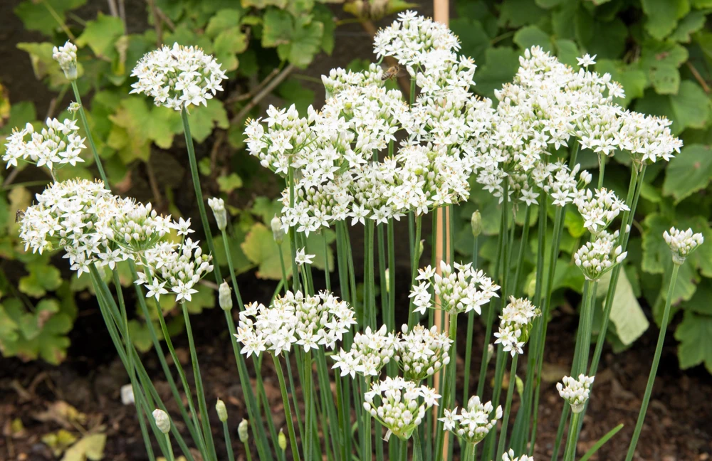 Garlic Chive Seeds - Allium Tuberosum, White Flowers, 250 Seeds, Herb Vegetable - Image 3