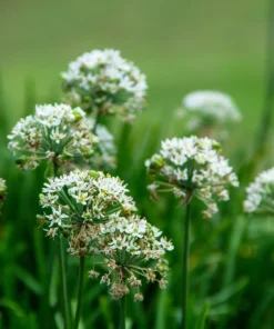 Garlic Chive Seeds - Allium Tuberosum, White Flowers, 250 Seeds, Herb Vegetable - Image 5