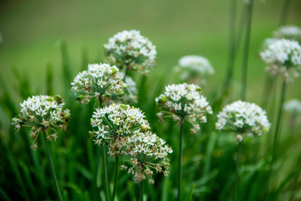 Garlic Chive Seeds - Allium Tuberosum, White Flowers, 250 Seeds, Herb Vegetable - Image 5