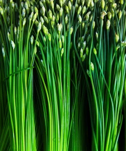 Garlic Chive Seeds - Allium Tuberosum, White Flowers, 250 Seeds, Herb Vegetable - Image 6