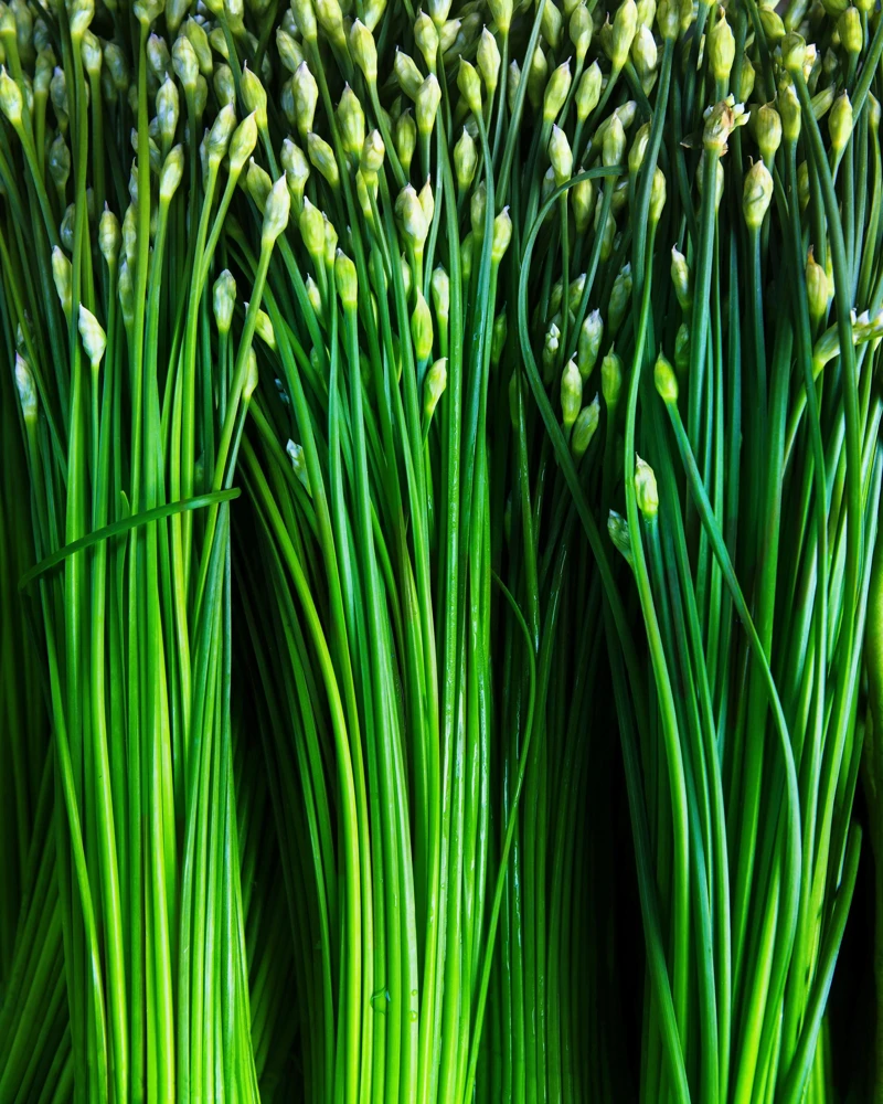 Garlic Chive Seeds - Allium Tuberosum, White Flowers, 250 Seeds, Herb Vegetable - Image 6