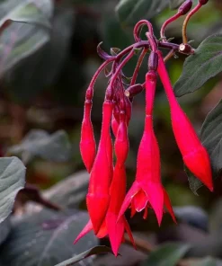 Gartenmeister Fuchsia Live Plant - 2 Pack, 5
