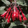 Gartenmeister Fuchsia Live Plant - 2 Pack, 5" Pot, Red-Orange Flowering Ornamental for Shade - Image 1