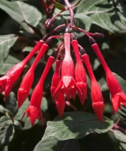 Gartenmeister Fuchsia Live Plant - 2 Pack, 5