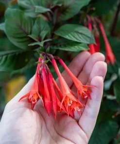Gartenmeister Fuchsia Live Plant - 2 Pack, 5