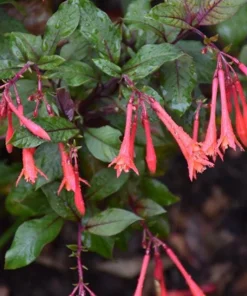 Gartenmeister Fuchsia Live Plant - 2 Pack, 5