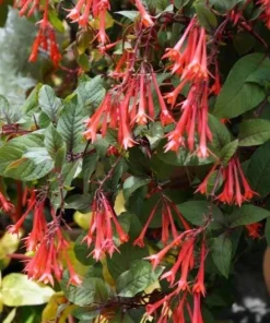 Gartenmeister Fuchsia Live Plant - 2 Pack, 5