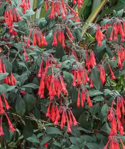 Gartenmeister Fuchsia Live Plant - 2 Pack, 5