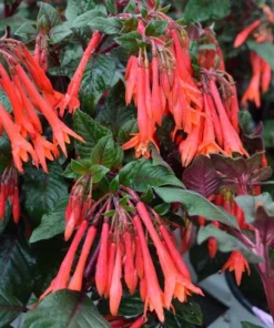 Gartenmeister Fuchsia Live Plant – 5