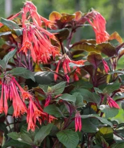 Gartenmeister Fuchsia Live Plant – 5