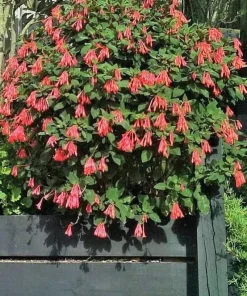 Gartenmeister Fuchsia Live Plant – 5