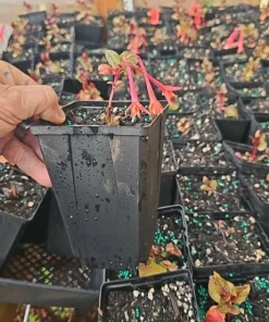 Gartenmeister Fuchsia Live Plant – 5