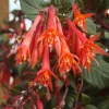 Gartenmeister Fuchsia Live Plant – 5" Pot – Red-Orange Flowering Ornamental - Image 1