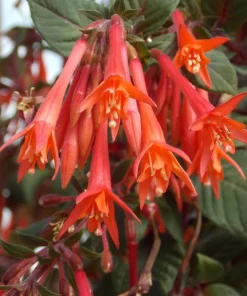 Gartenmeister Fuchsia Live Plant – 5