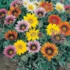 Gazania Treasure Flower Seeds - 20 Annual Seeds, Vibrant Mixed Colors, Outdoor - Image 1