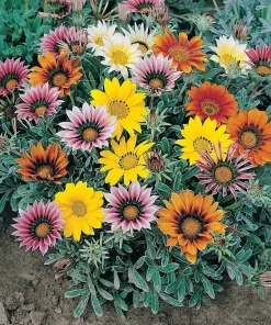 Gazania Treasure Flower Seeds - 20 Annual Seeds, Vibrant Mixed Colors, Outdoor - Image 1