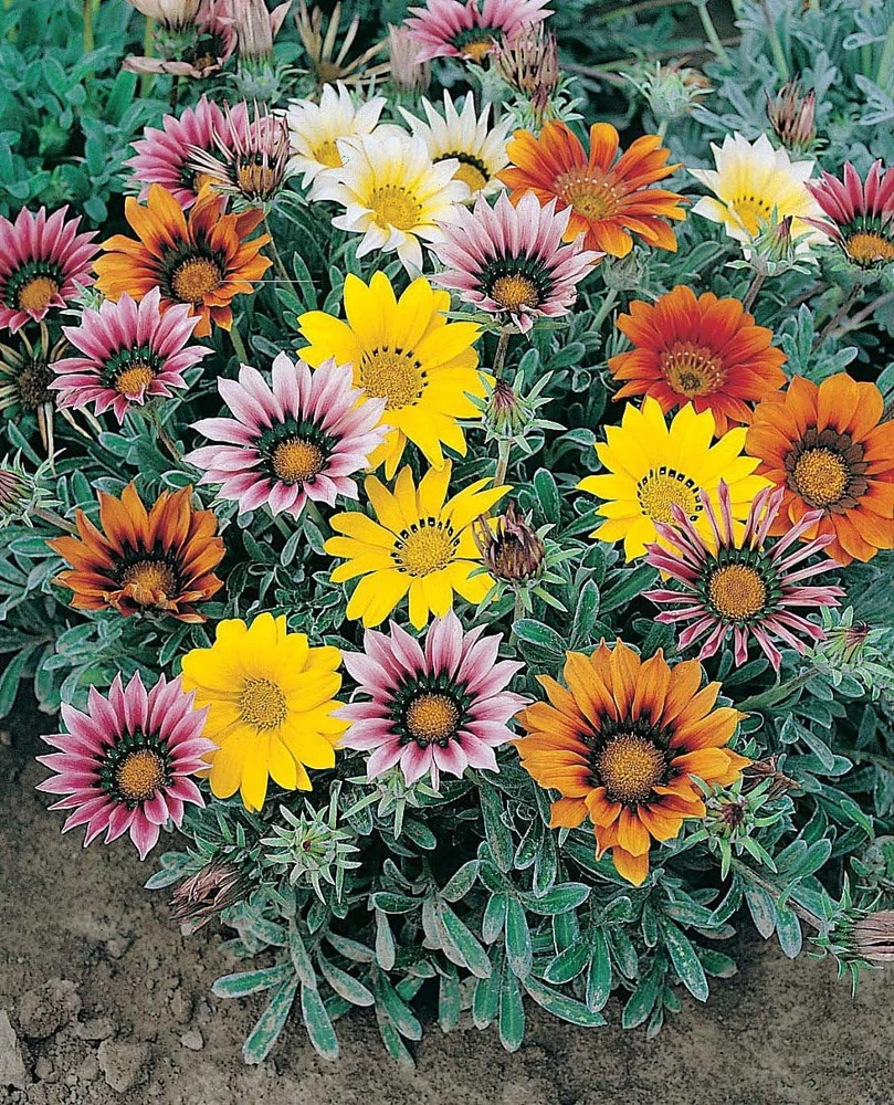 Gazania Treasure Flower Seeds - 20 Annual Seeds, Vibrant Mixed Colors, Outdoor - Image 1
