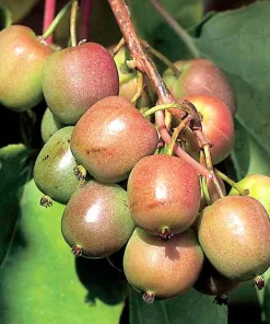 Geneva Female Kiwi Plant - Hardy Actinidia Arguta Vine - 2.5" Pot - Image 2