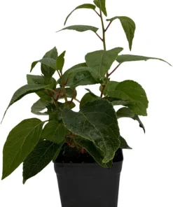 Geneva Female Kiwi Plant - Hardy Actinidia Arguta Vine - 2.5