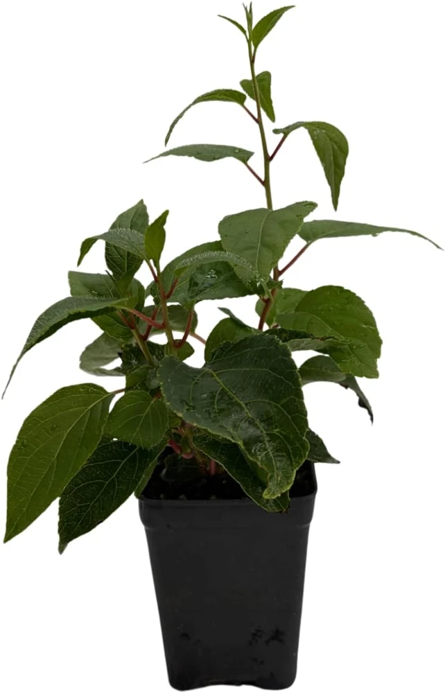 Geneva Female Kiwi Plant - Hardy Actinidia Arguta Vine - 2.5" Pot - Image 3