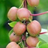 Geneva Female Kiwi Plant - Hardy Actinidia Arguta Vine - 2.5" Pot - Image 1
