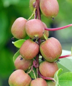 Geneva Female Kiwi Plant - Hardy Actinidia Arguta Vine - 2.5