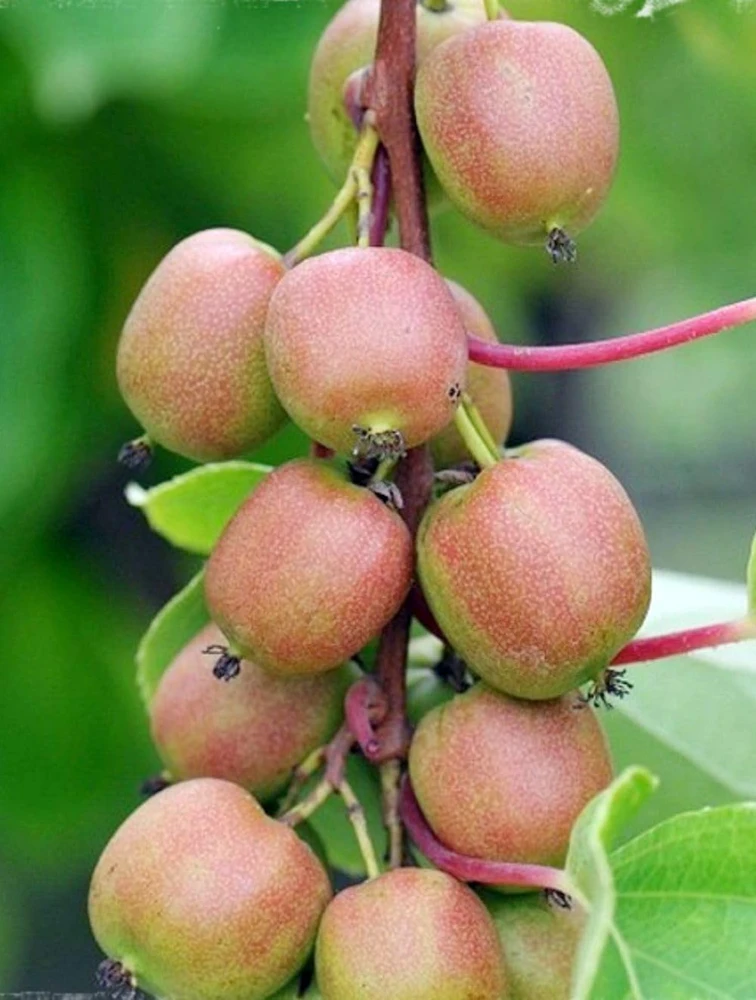 Geneva Female Kiwi Plant - Hardy Actinidia Arguta Vine - 2.5" Pot - Image 1