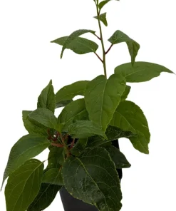 Geneva Female Kiwi Plant - Hardy Actinidia Arguta Vine - 2.5
