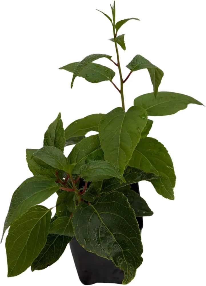 Geneva Female Kiwi Plant - Hardy Actinidia Arguta Vine - 2.5" Pot - Image 4