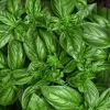 Genovese Basil Seeds - 50 Seed Packet - Ocimum Basilicum - Culinary Herb - Image 1
