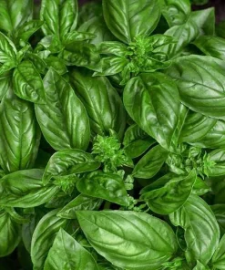 Genovese Basil Seeds - 50 Seed Packet - Ocimum Basilicum - Culinary Herb - Image 1
