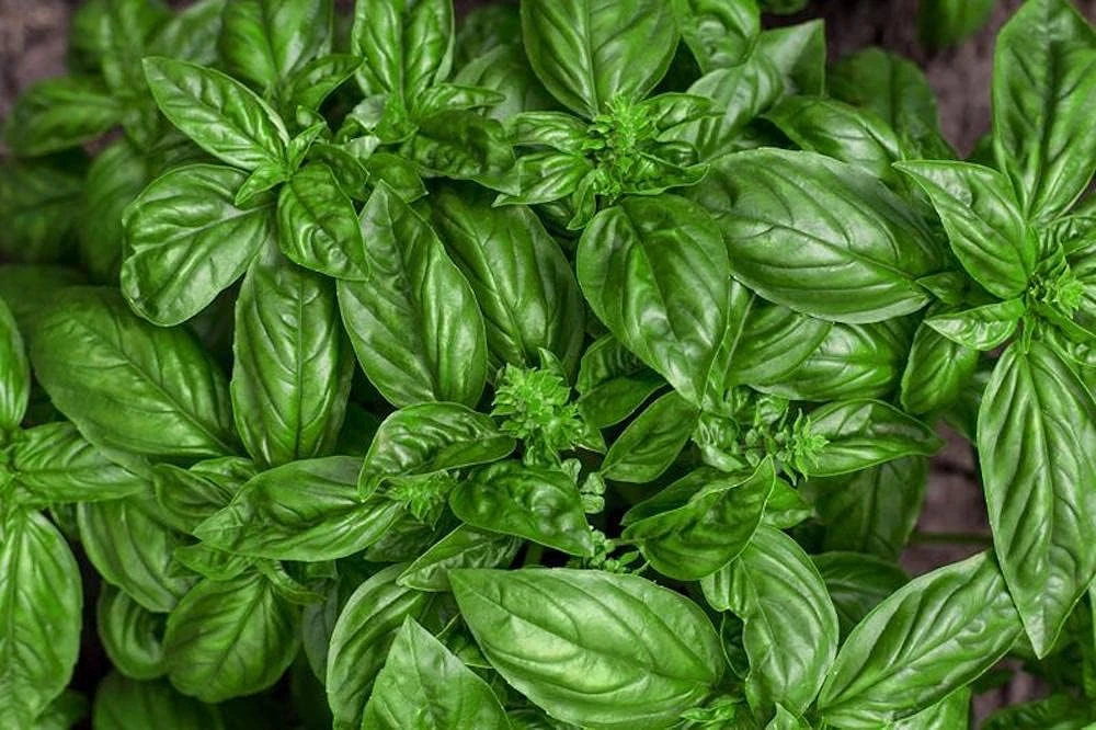 Genovese Basil Seeds - 50 Seed Packet - Ocimum Basilicum - Culinary Herb - Image 1