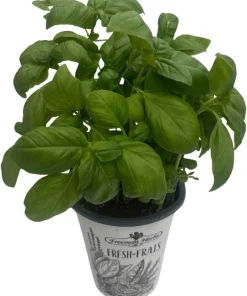 Genovese Sweet Basil Live Plant – 4 inch Pot – Culinary Herb for Pesto - Image 2
