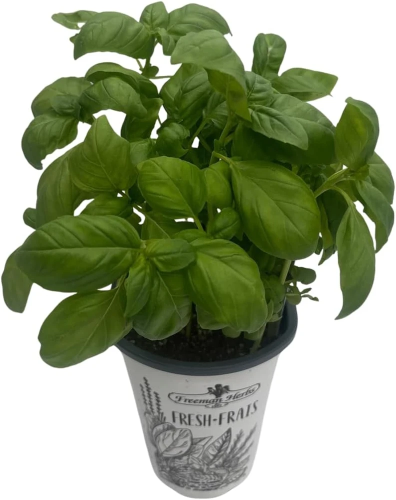 Genovese Sweet Basil Live Plant – 4 inch Pot – Culinary Herb for Pesto - Image 2