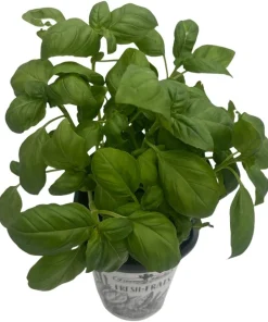 Genovese Sweet Basil Live Plant – 4 inch Pot – Culinary Herb for Pesto - Image 3