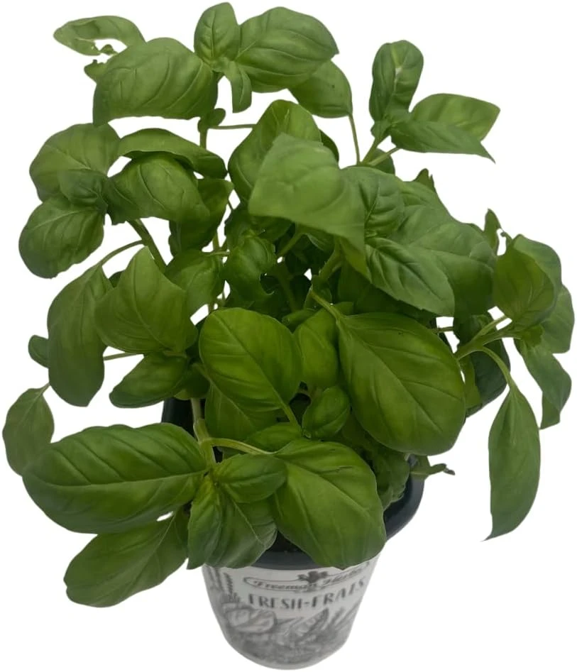 Genovese Sweet Basil Live Plant – 4 inch Pot – Culinary Herb for Pesto - Image 3