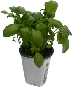 Genovese Sweet Basil Live Plant – 4 inch Pot – Culinary Herb for Pesto - Image 4