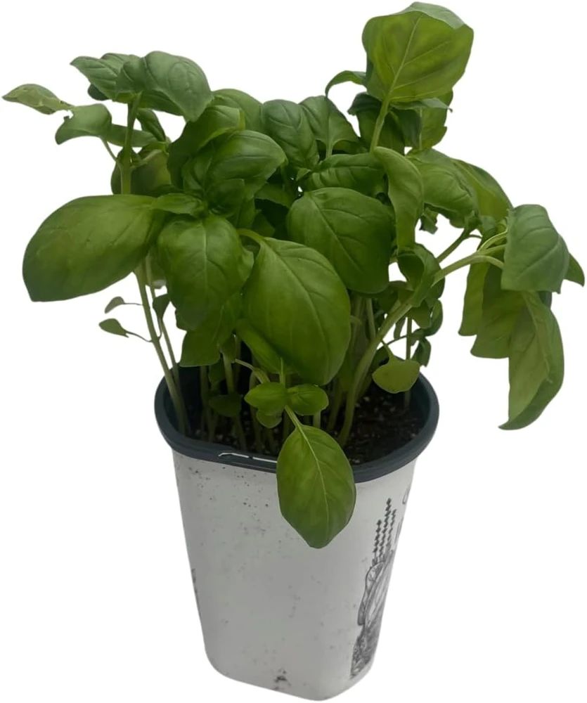 Genovese Sweet Basil Live Plant – 4 inch Pot – Culinary Herb for Pesto - Image 4