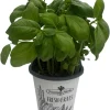 Genovese Sweet Basil Live Plant – 4 inch Pot – Culinary Herb for Pesto - Image 1