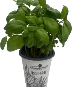 Genovese Sweet Basil Live Plant – 4 inch Pot – Culinary Herb for Pesto - Image 1