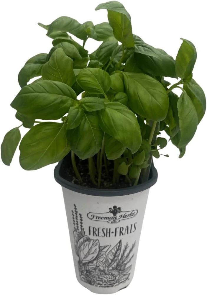 Genovese Sweet Basil Live Plant – 4 inch Pot – Culinary Herb for Pesto - Image 1